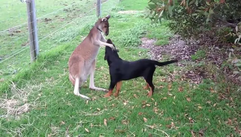 Keeping a Kangaroo as a Pet
