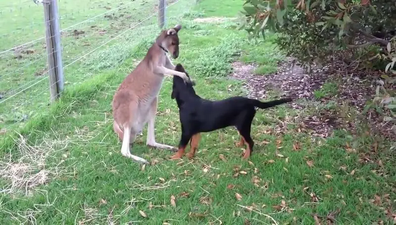 Can You Keep a Kangaroo as Your Pet? 4 Keeping a Kangaroo as a Pet