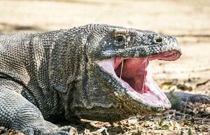 Komodo Dragon Dangerous