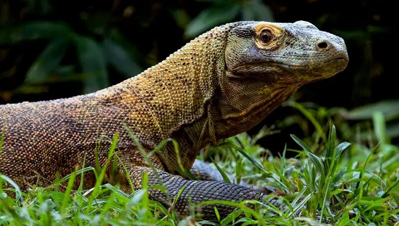 Komodo Dragon Hunting