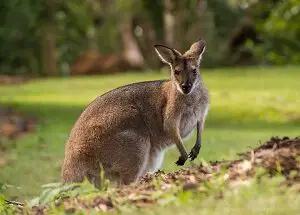 Owning a Kangaroo