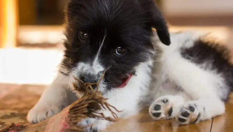 Playgul Pup With Diarrhea