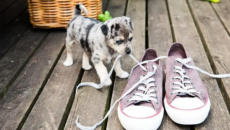 Pup Chewing Shoelace