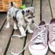 Pup Chewing Shoelace