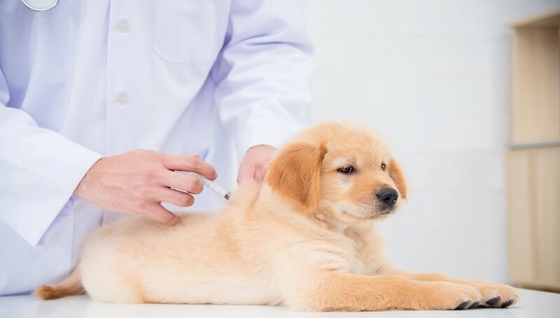 Puppy Vaccination Schedule