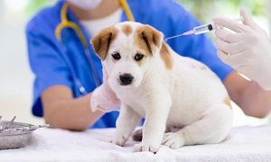 Puppy Vaccination