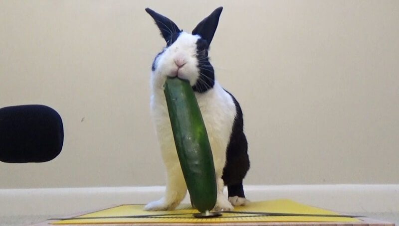 Rabbit Eating Cucumber