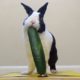 Rabbit Eating Cucumber