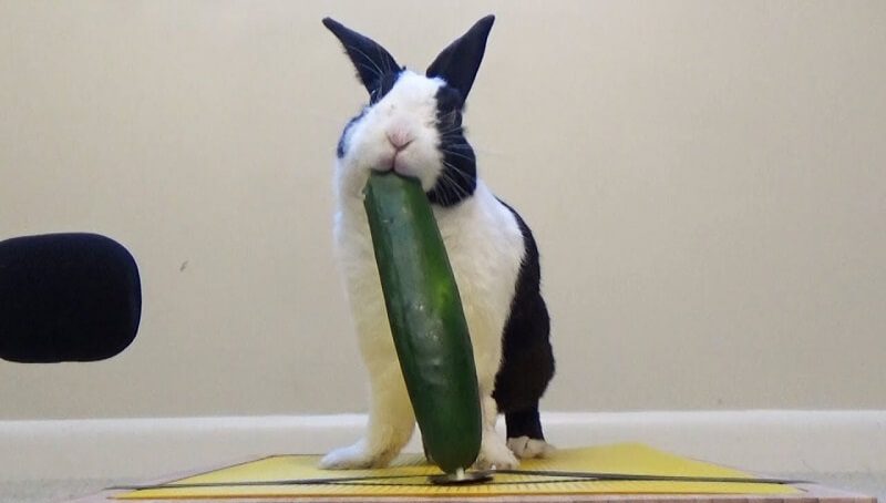 Can Rabbits Eat Cucumber? 3 Rabbit Eating Cucumber