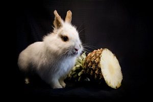 Rabbit Next to Pineapple