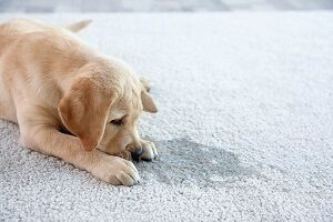 Remove Dog's Pee From Carpet