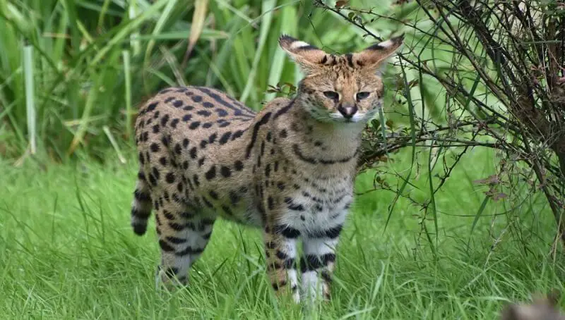 Serval Cat as a Pet