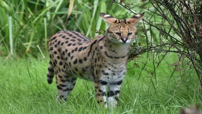 Serval cats - Are They Good Pets? 3 Serval Cat as a Pet