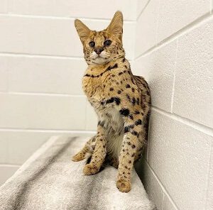 Serval Cat at Home