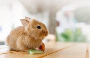 Small Rabbit With Cucumber