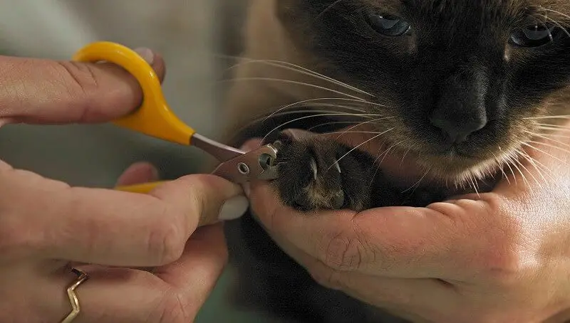 Trim Cat Nails