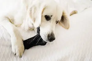 Why Do Dogs Eat Socks