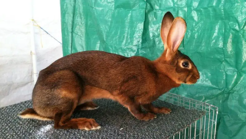 Belgian Hare Rabbit Info