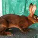 Belgian Hare Rabbit Info