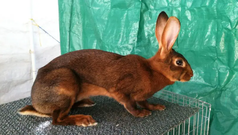 General Information About The Belgian Hare 3 Belgian Hare Rabbit Info