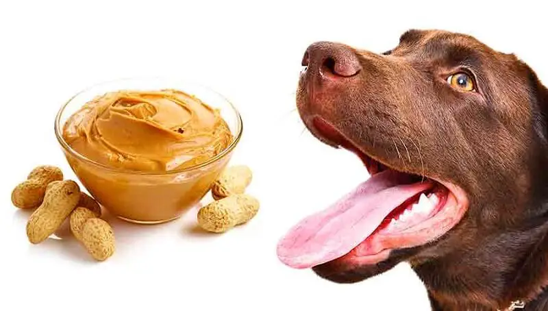 Can Dogs Eat Crunchy Peanut Butter