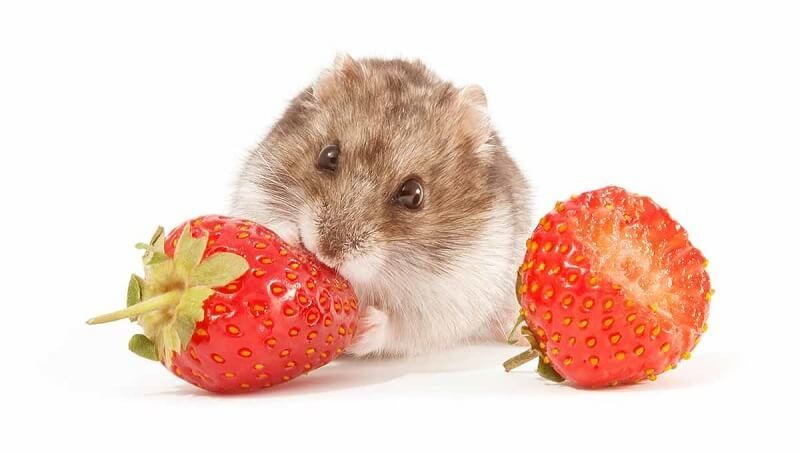 Can Hamsters Eat Fresh Fruits