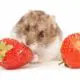 Can Hamsters Eat Fresh Fruits