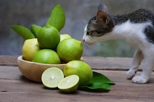 Cat Sniffing Lemons