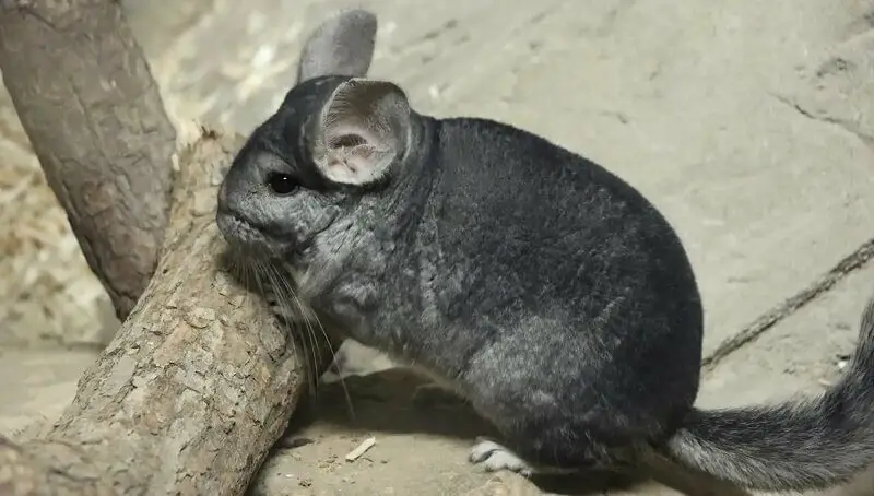 Chinchilla Facts