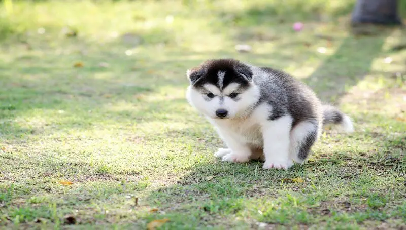 Constipated Dog Can't Poop