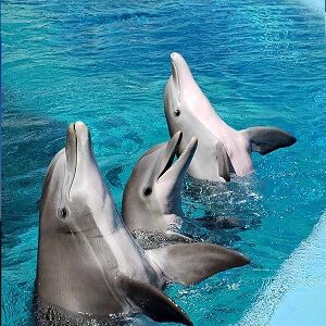 Dolphins in Water