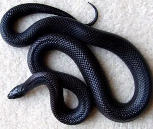 Mexican Black Kingsnake