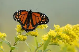 Monarch Butterflies are in trouble