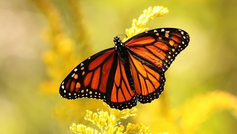 Monarch Butterfly Stages 2 Monarch Butterfly
