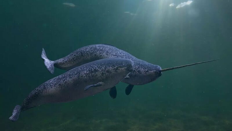 Narwhal Facts