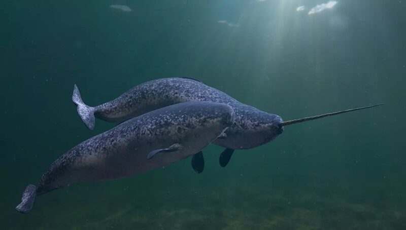 Interesting facts about the Narwhal 3 Narwhal Facts