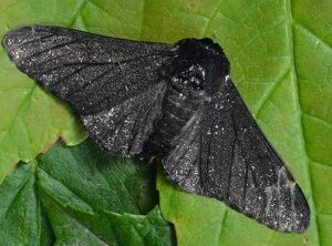 Peppered Moth