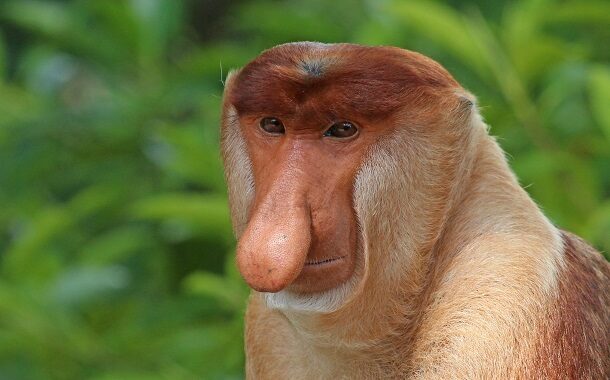 Proboscis Monkey Facts