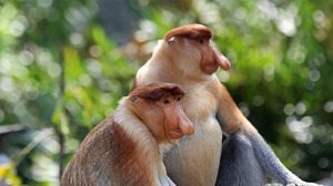 Proboscis Monkeys