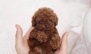 Teacup Poodle in Palms