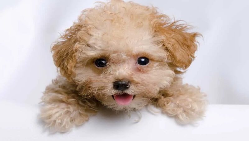 Teacup Poodle Size