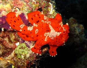 Warty Frogfish in Water