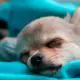 Why Chihuahuas Sleep So Much