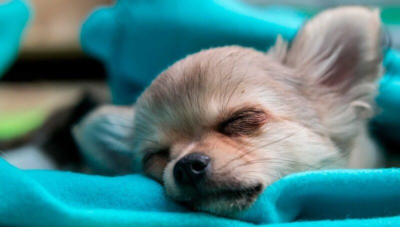 Why Is My Chihuahua Sleeping So Much? 3 Why Chihuahuas Sleep So Much
