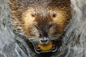 American Beaver