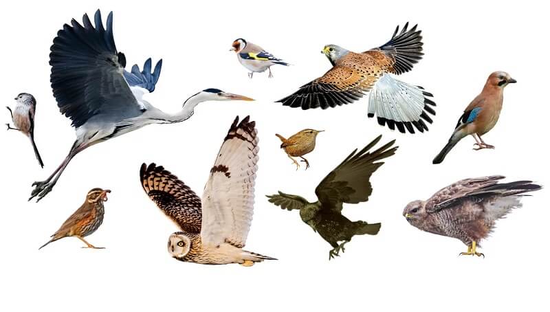 Are Birds Animals