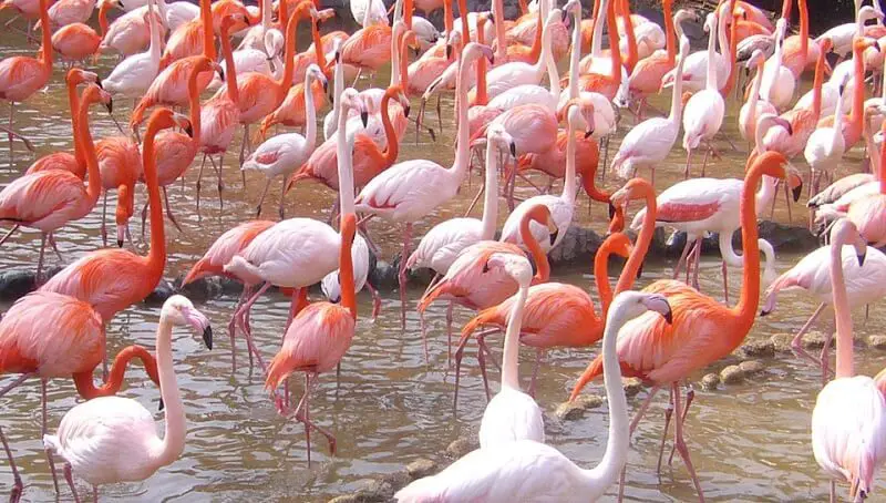 Are Flamingos Dangerous