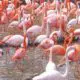 Are Flamingos Dangerous