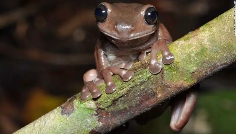 Is a Frog a Reptile? 2 Are frogs Reptiles