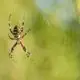 Are Spiders Insects